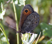 Common Alpine 3703